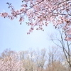 サクラ　vol.1