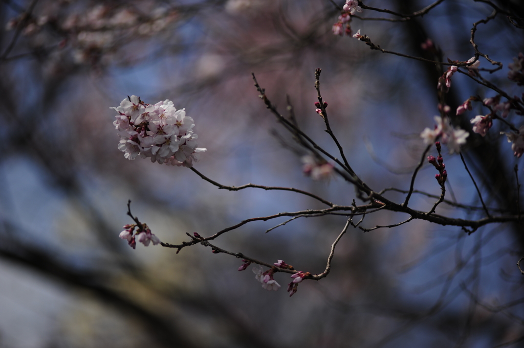 開花