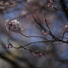 開花