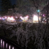 夜店とサクラ