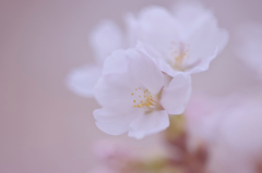Image SAKURA