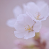 Image SAKURA