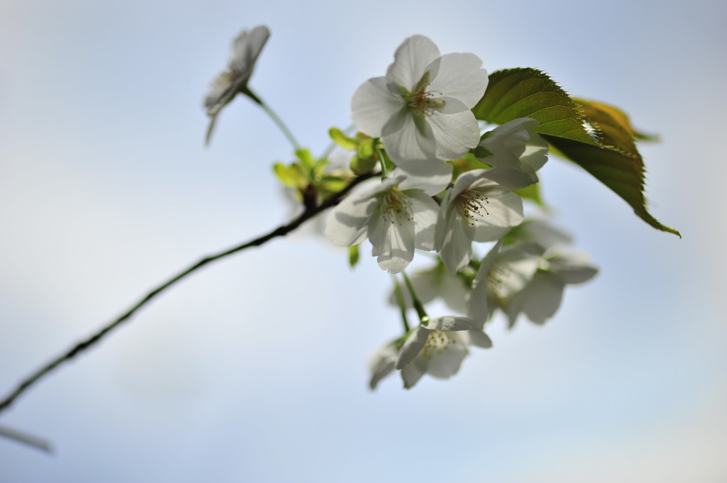 山桜