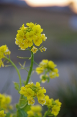 菜の花　陽が沈み