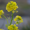 菜の花　陽が沈み