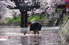 鯉のばりの寒さらし