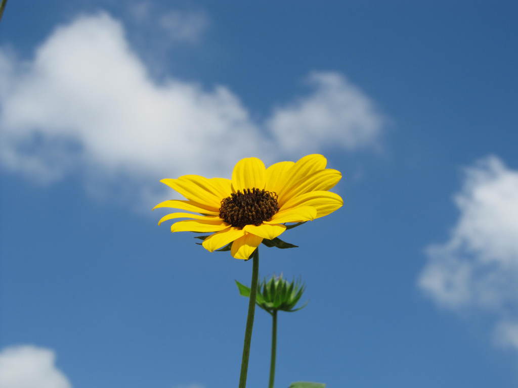 夏の花２