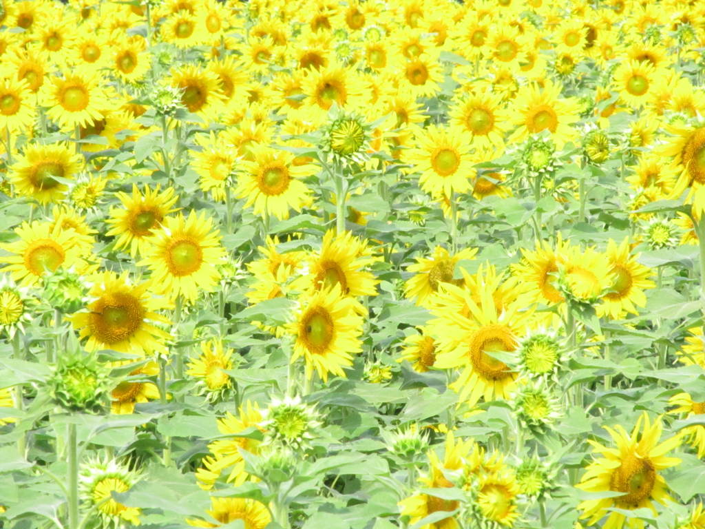 ９月のひまわり