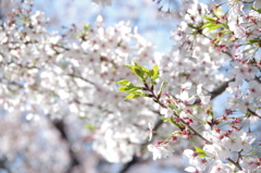 桜　終わり　と　はじまりの日