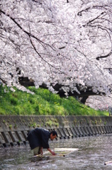 桜の日　【鯉のぼりの寒ざらし】