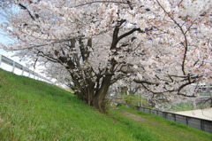 堤防の桜