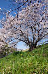 桜樹