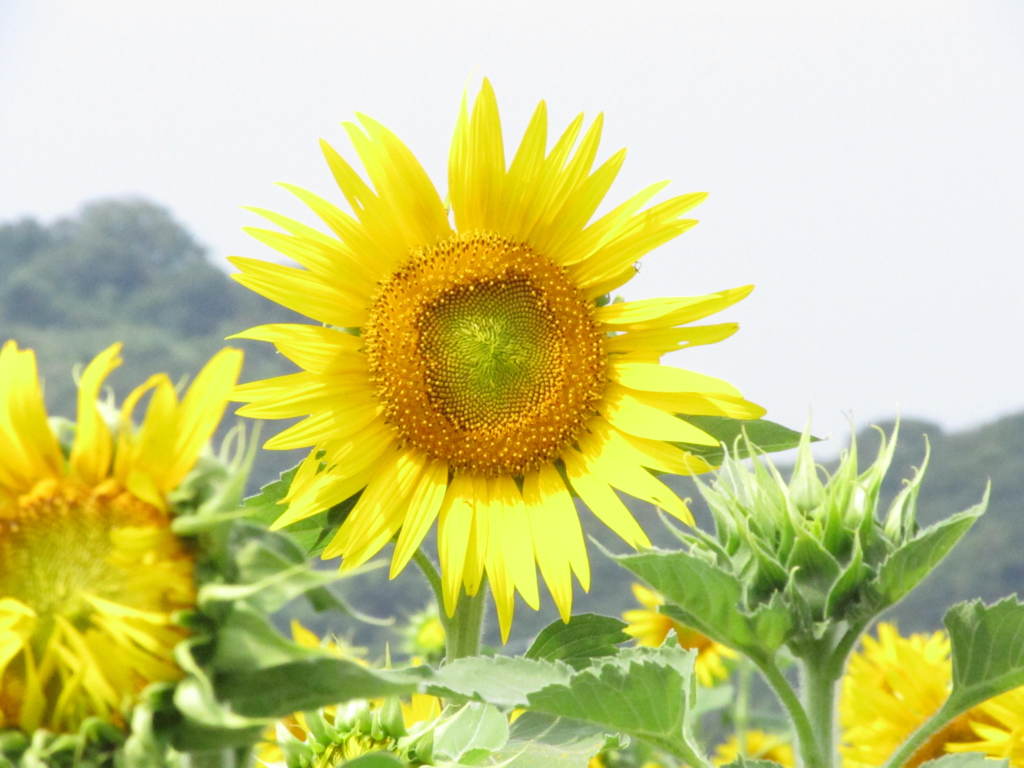 初秋のひまわり