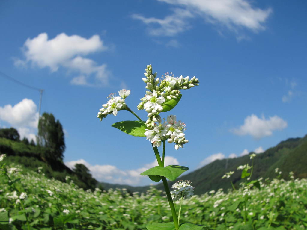 そばの花　