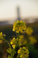 菜の花　夕日に照らされて