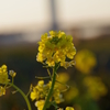 菜の花　夕日に照らされて