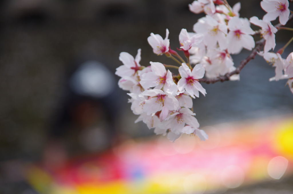 五条川　桜