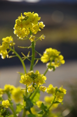 菜の花　陽に照らされて