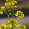 菜の花　陽に照らされて