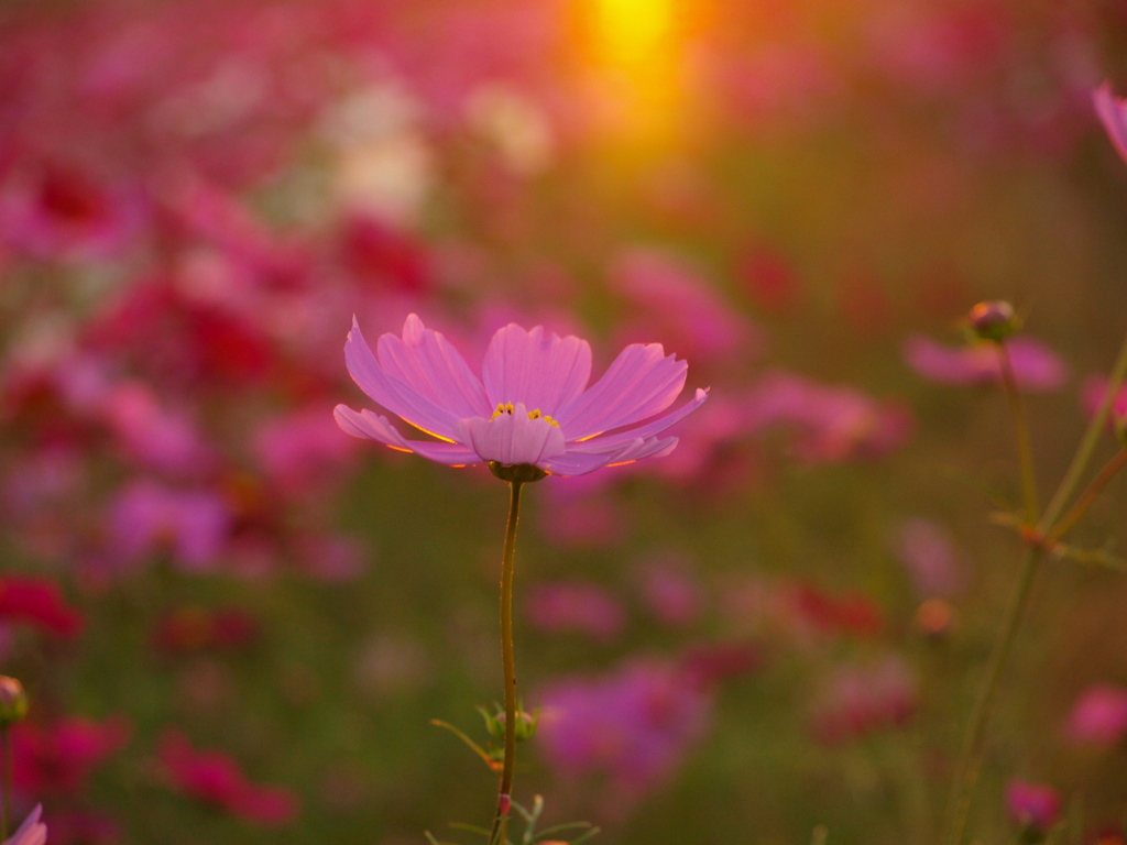 夕日　と　コスモス