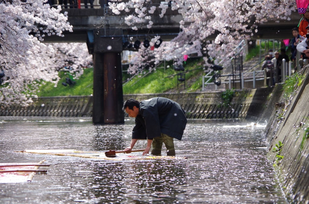 桜散る日　【鯉のぼりの寒ざらし】