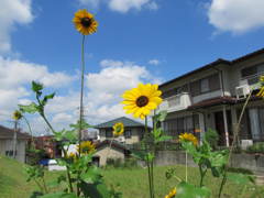 夏の花３