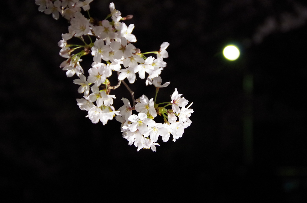 夜桜