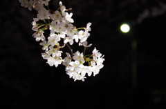 夜桜