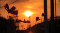 夕日　と　コスモス