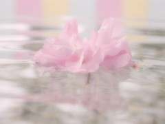 水中花２