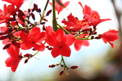 南洋桜