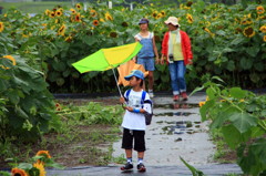 雨の日のヒマワリ見物