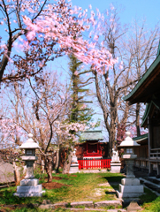 赤いお宮と桜