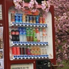 自販機も桜模様