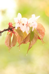 雨の日の桜