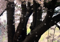 桜吹雪
