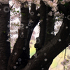 桜吹雪