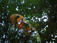 P1080935