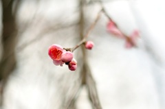 生命芽吹く