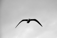 Fly Away