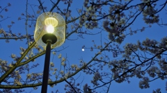 街灯に照らされる桜