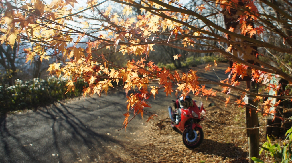 紅葉に溶け込む赤いあいつ！