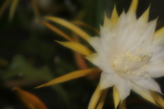 サボテンの意外な一面