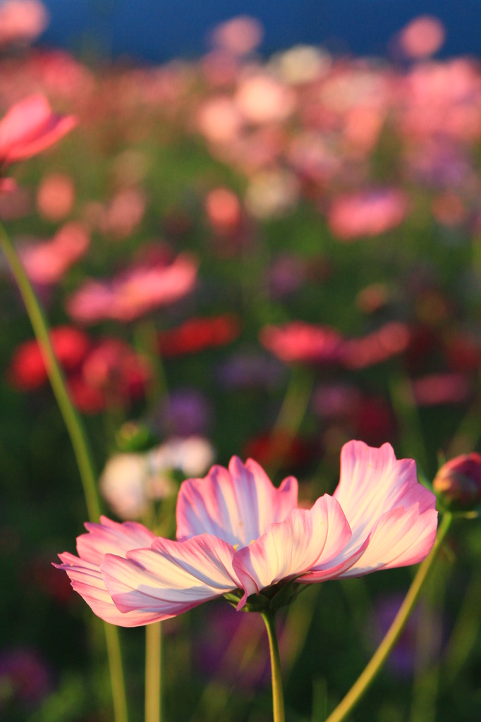 世界に一つだけの花