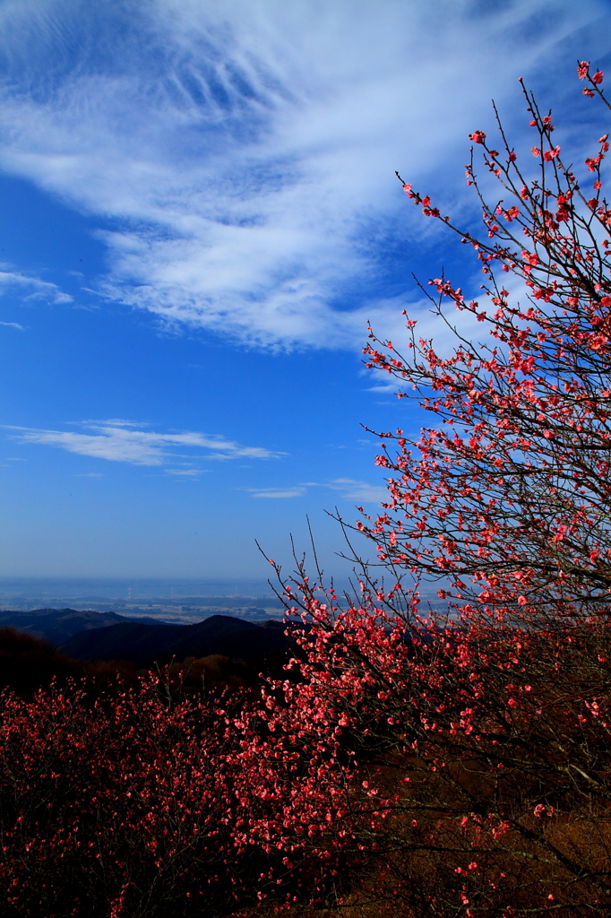 あー日本の春・・・