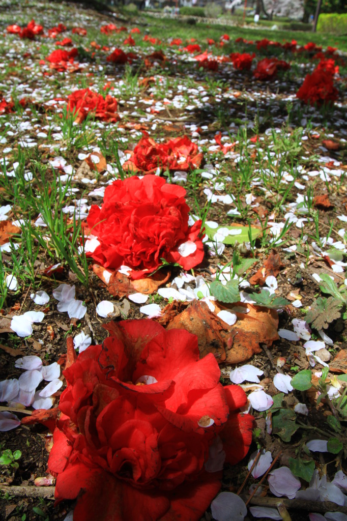 花花
