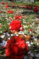 花花