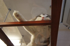 ニャハン