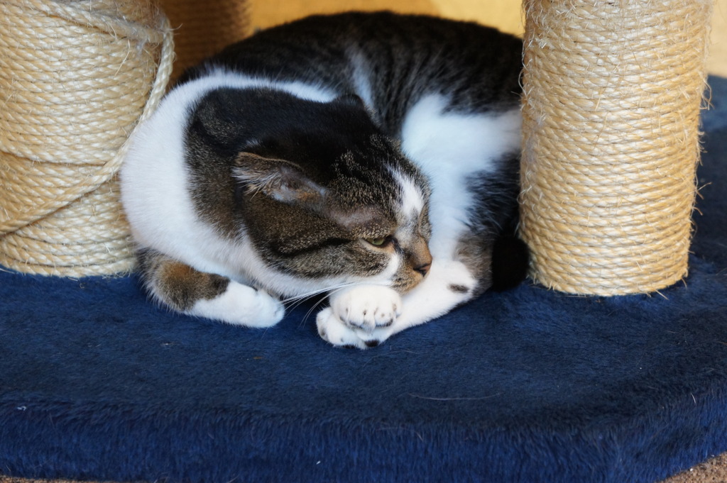 この時間帯は眠いのよ