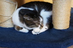この時間帯は眠いのよ
